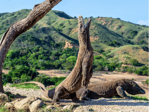 paket wisata sailing komodo