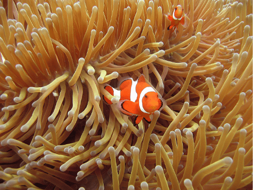 paket wisata pahawang